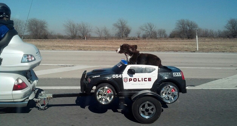 Police K9 in the wind